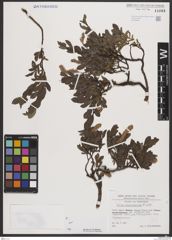Foto von Salix breviserrata Flod.